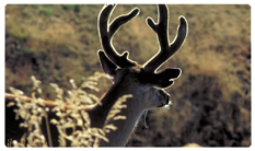 DNSEMP-C-310 Gone Hunting (Deer)